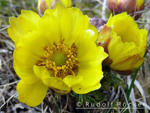 Adonis vernalis