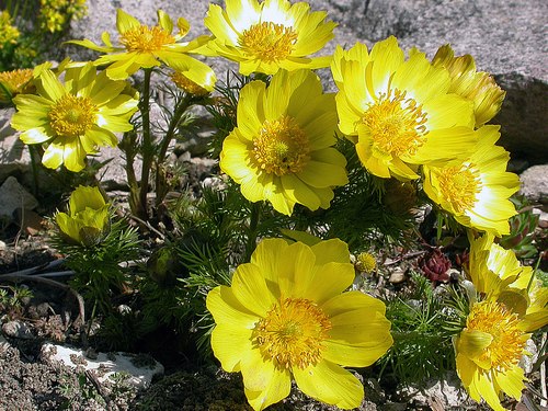 Adonis vernalis