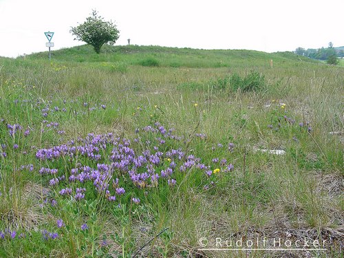 Astragalus danicus