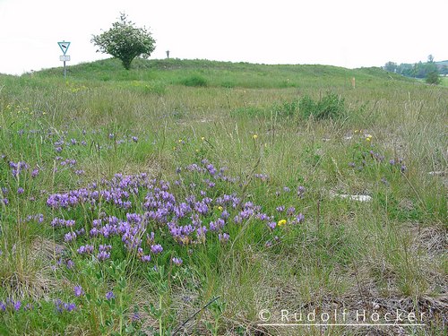 Astragalus danicus