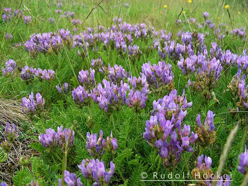 Astragalus danicus