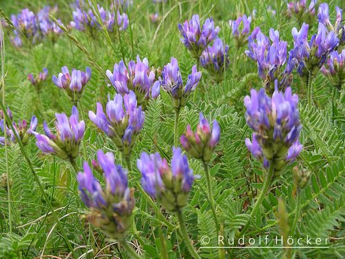 Astragalus danicus