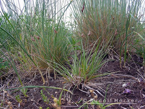 Carex supina