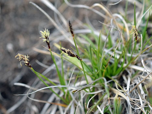 Carex supina