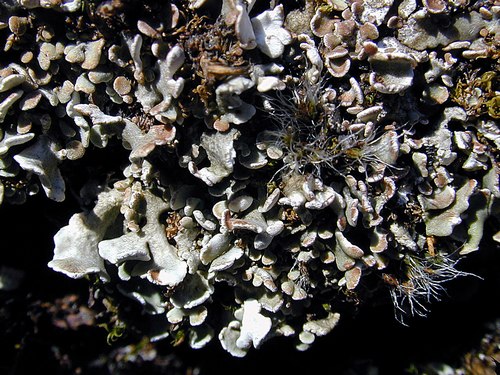 Cladonia symphycarpa