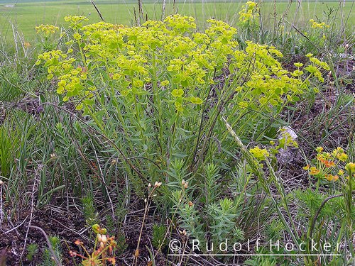 Euphorbia seguieriana