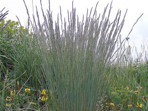 Festuca valesiaca