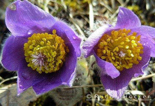 Pulsatilla vulgaris 