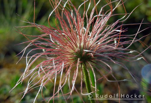 Pulsatilla vulgaris 