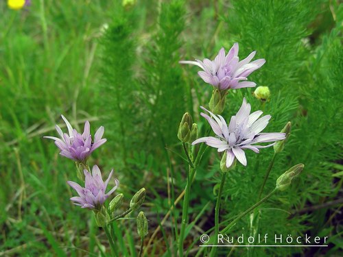 Scorzonera purpurea 