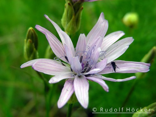 Scorzonera purpurea 