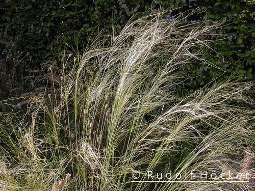 Stipa capillata 