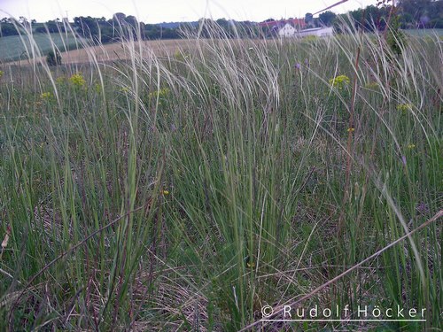 Stipa pennata 