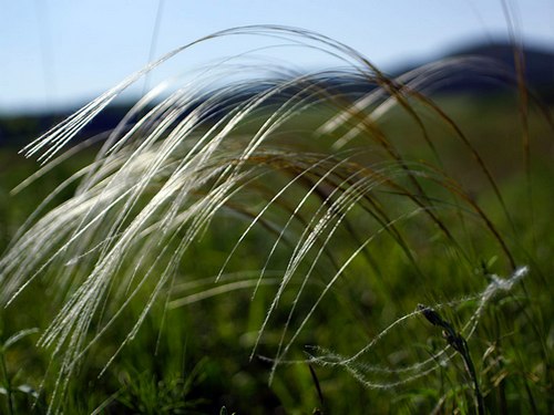 Stipa pennata 